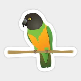 Senegal parrot Sticker